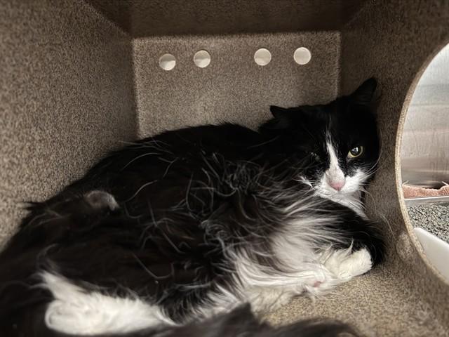 Enlarge TUXIE IN THE BARN, a Adoptable Domestic Long Hair in Pueblo, CO image 1/1
