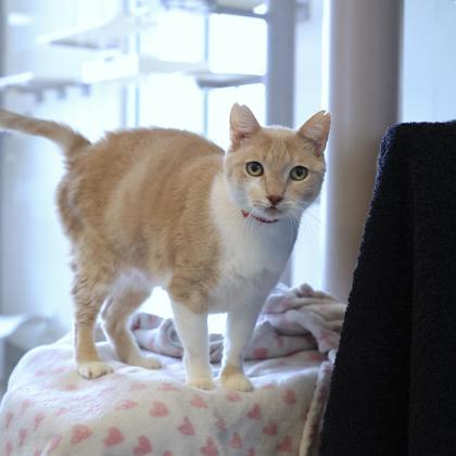 Marshmallow, Adoptable, Senior Female Domestic Short Hair & Domestic Short Hair.