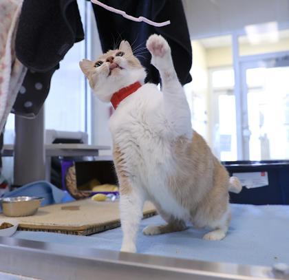 Enlarge Marshmallow, a Adoptable mixed breed in Detroit, MI image 2/3