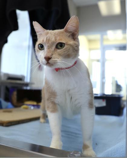 Enlarge Marshmallow, a Adoptable mixed breed in Detroit, MI image 3/3