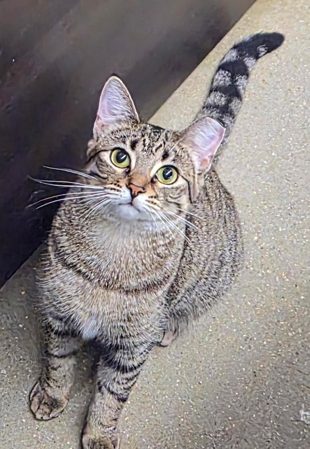 Enlarge Toaster Strudel , an adopted Domestic Short Hair in Belleville, IL image 1/4