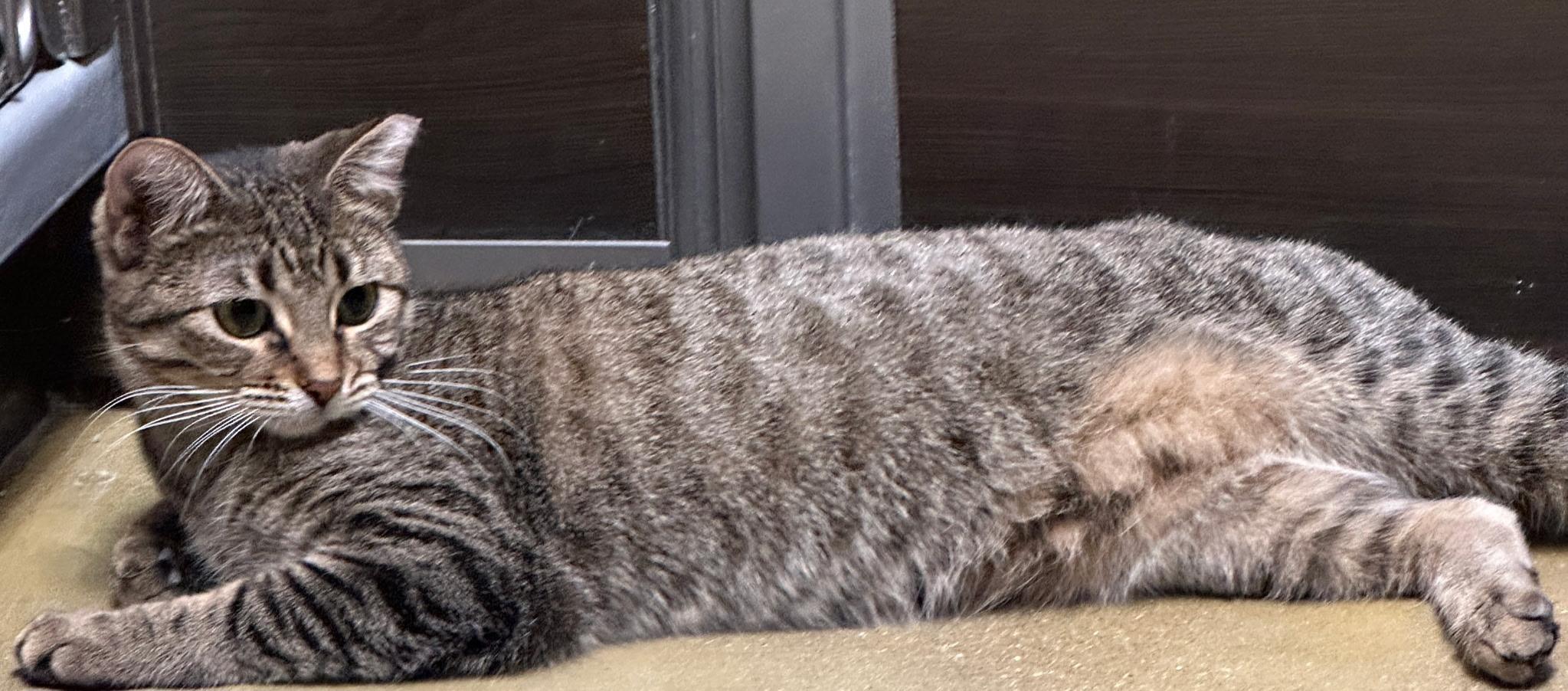 Enlarge Toaster Strudel , an adopted Domestic Short Hair in Belleville, IL image 3/4