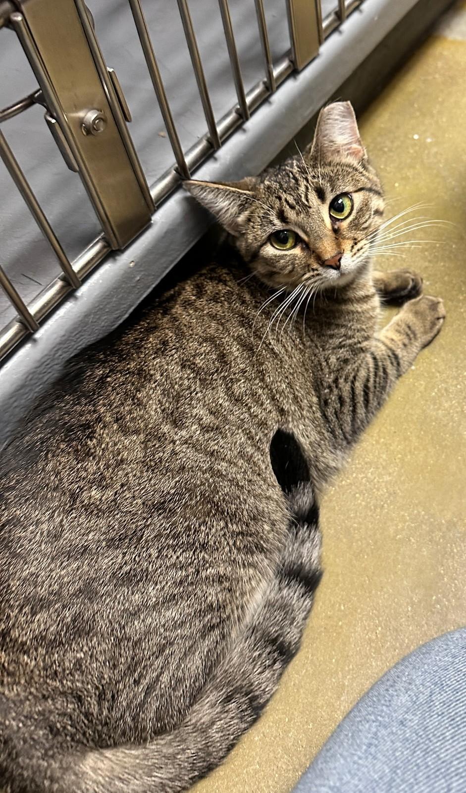 Enlarge Toaster Strudel , an adopted Domestic Short Hair in Belleville, IL image 4/4