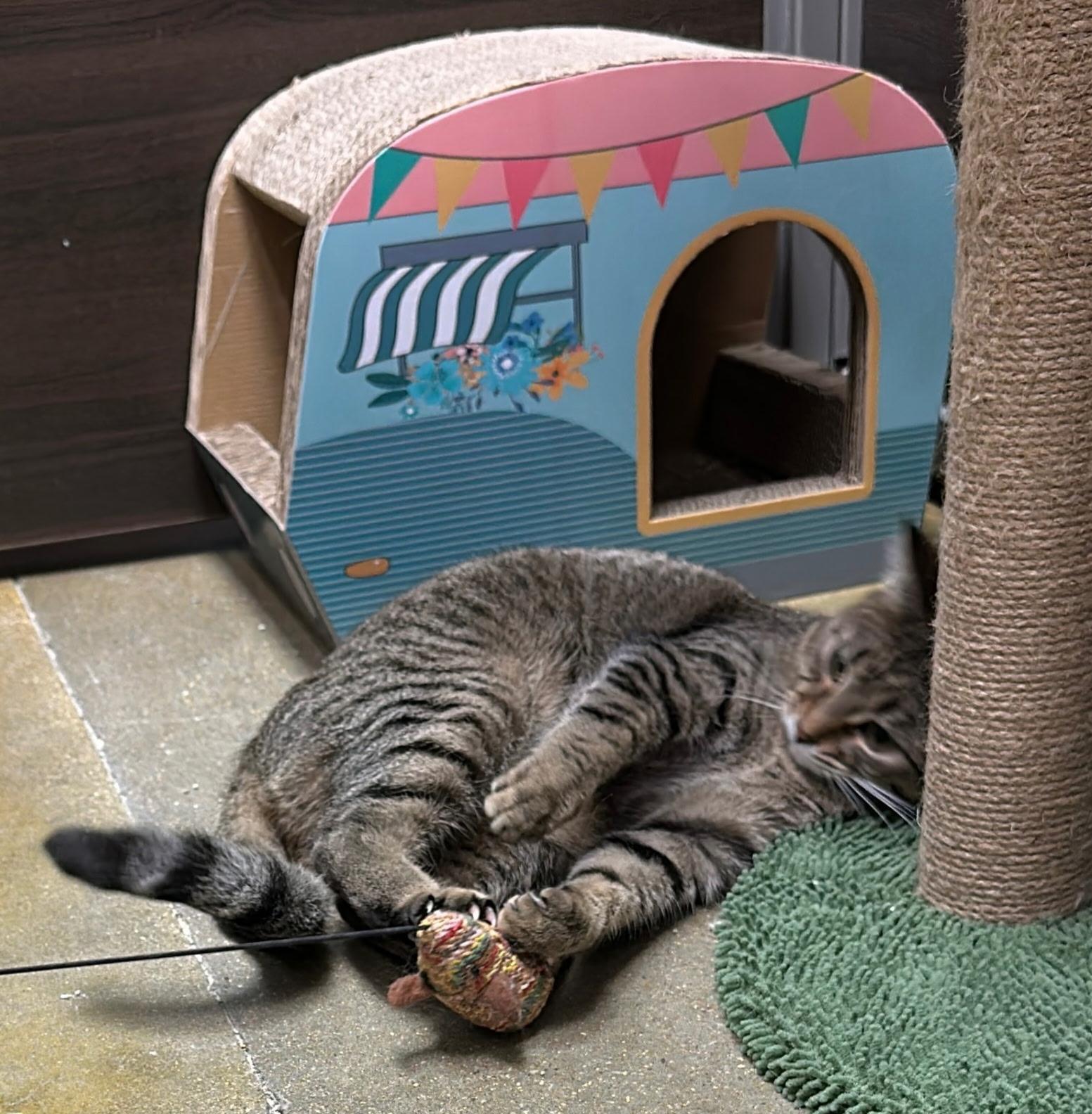 Enlarge Toaster Strudel , an adopted Domestic Short Hair in Belleville, IL image 2/4