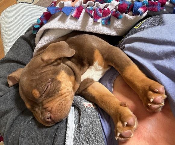 Enlarge Teacup, an adopted mixed breed in San Luis, CO image 1/1