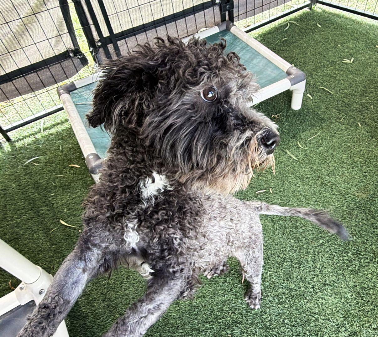 Enlarge Onyx, a Adopted Poodle in El Paso, TX image 5/6