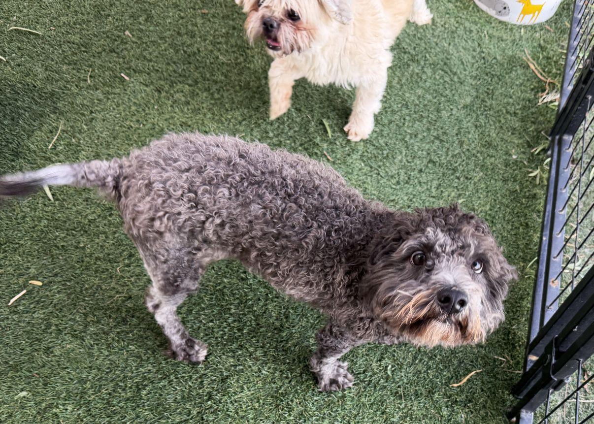 Enlarge Onyx, a Adopted Poodle in El Paso, TX image 6/6