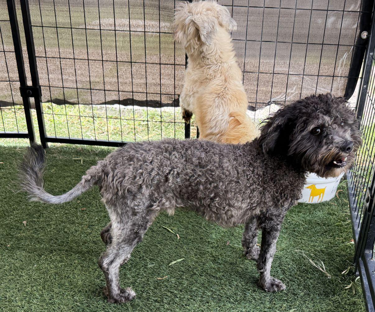 Enlarge Onyx, a Adopted Poodle in El Paso, TX image 3/6