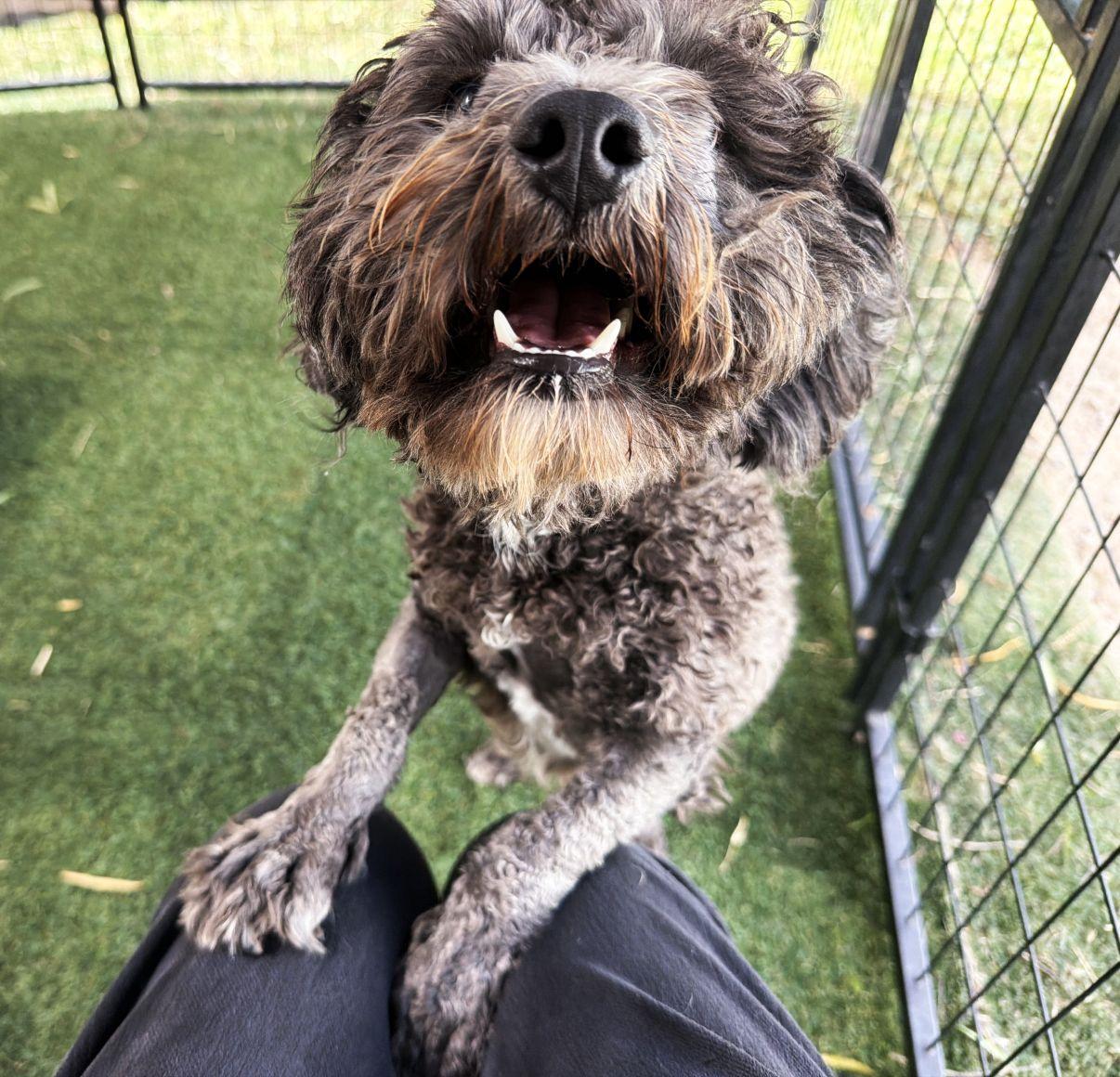 Enlarge Onyx, a Adopted Poodle in El Paso, TX image 2/6