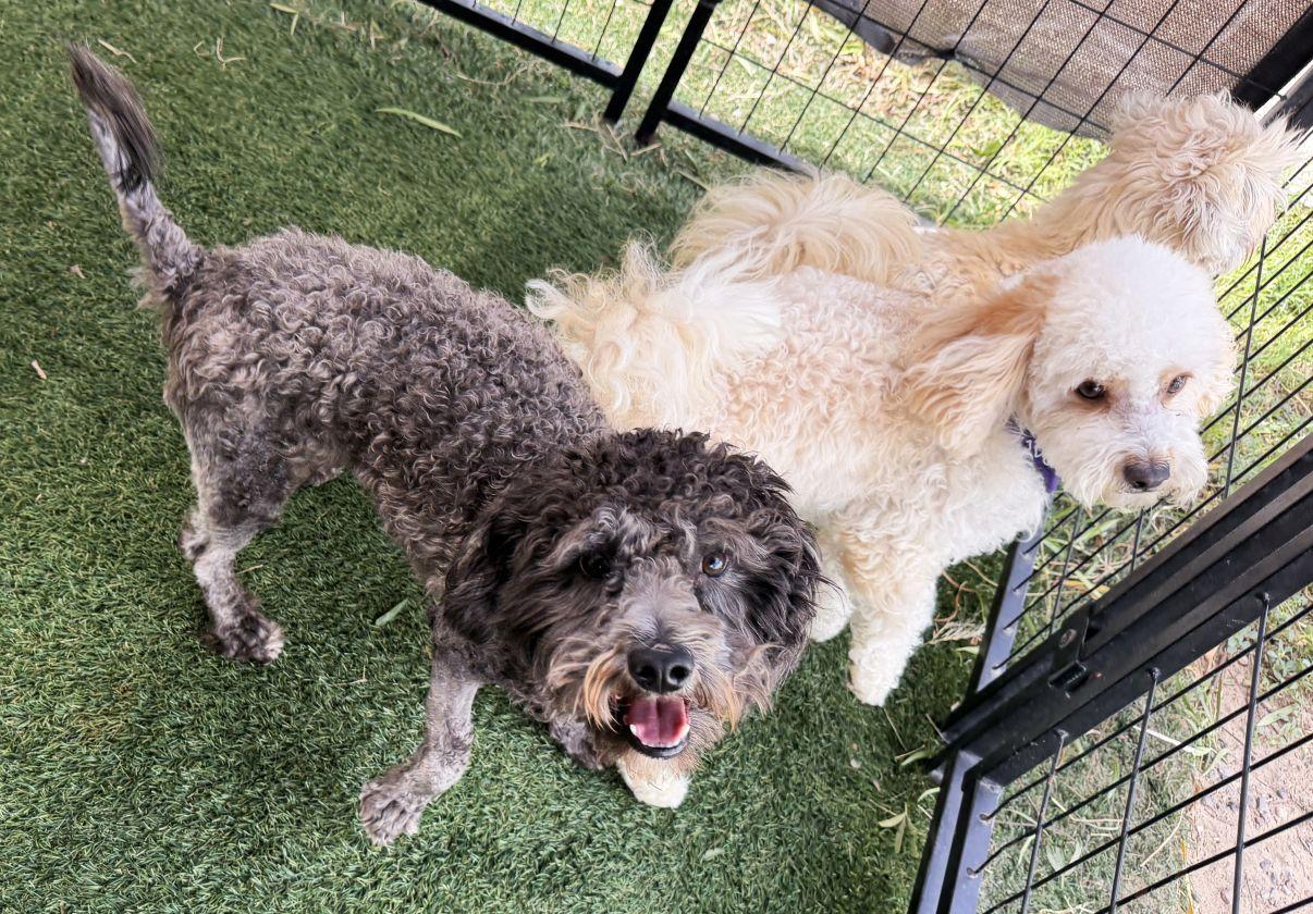 Enlarge Onyx, a Adopted Poodle in El Paso, TX image 4/6