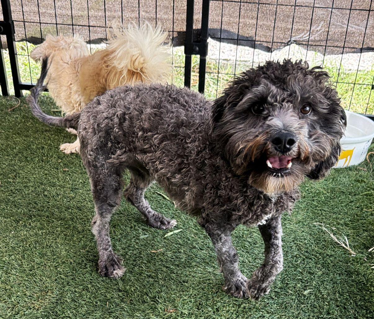 Enlarge Onyx, a Adopted Poodle in El Paso, TX image 1/6