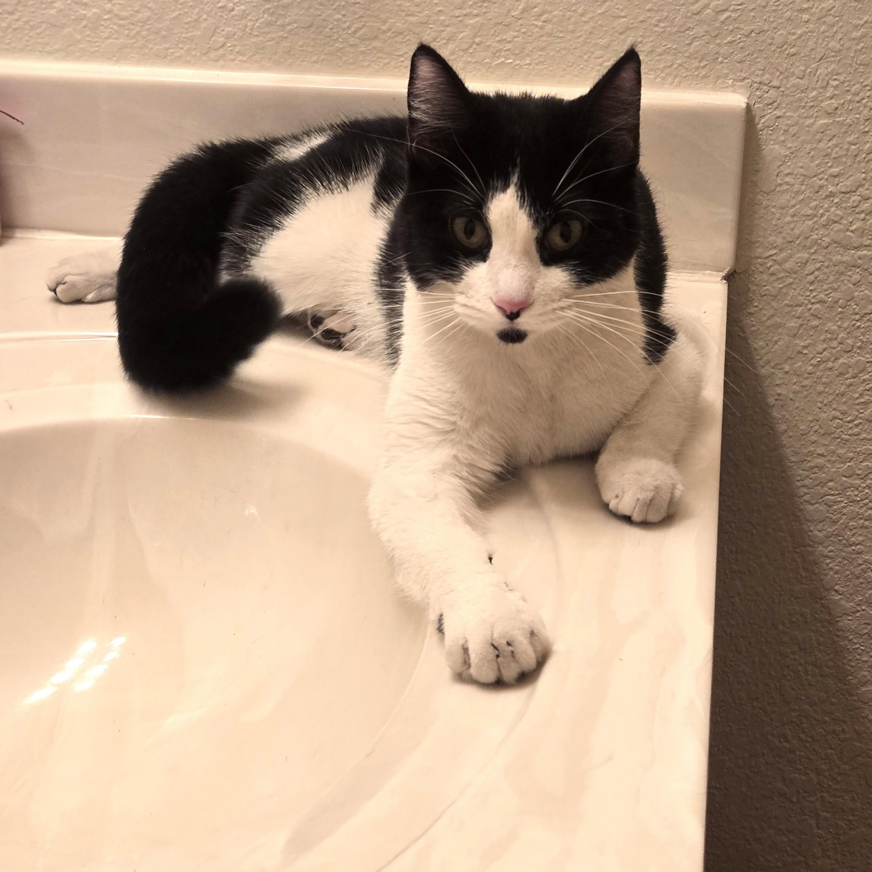 Dee *Courtesy Post*, Adoptable, Adult Female Domestic Short Hair.