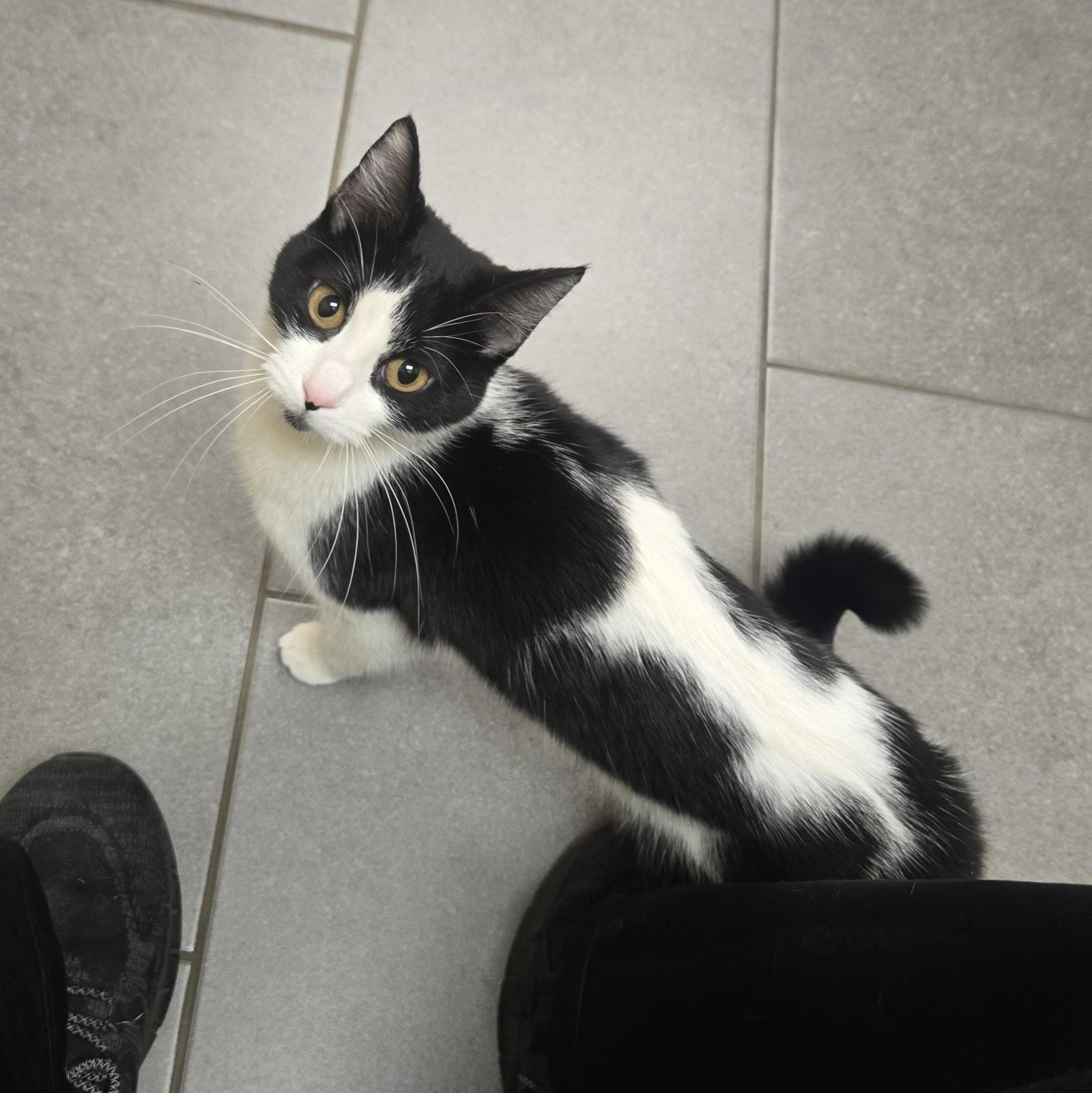 Dee *Courtesy Post*, a Adoptable Domestic Short Hair in Kenosha, WI image 2/6