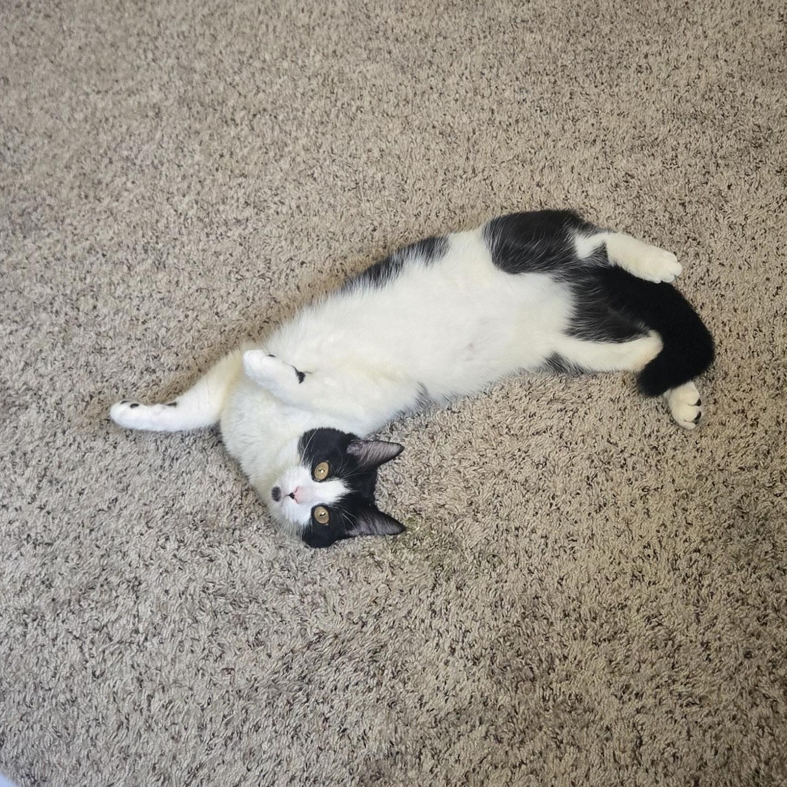 Dee *Courtesy Post*, a Adoptable Domestic Short Hair in Kenosha, WI image 3/6