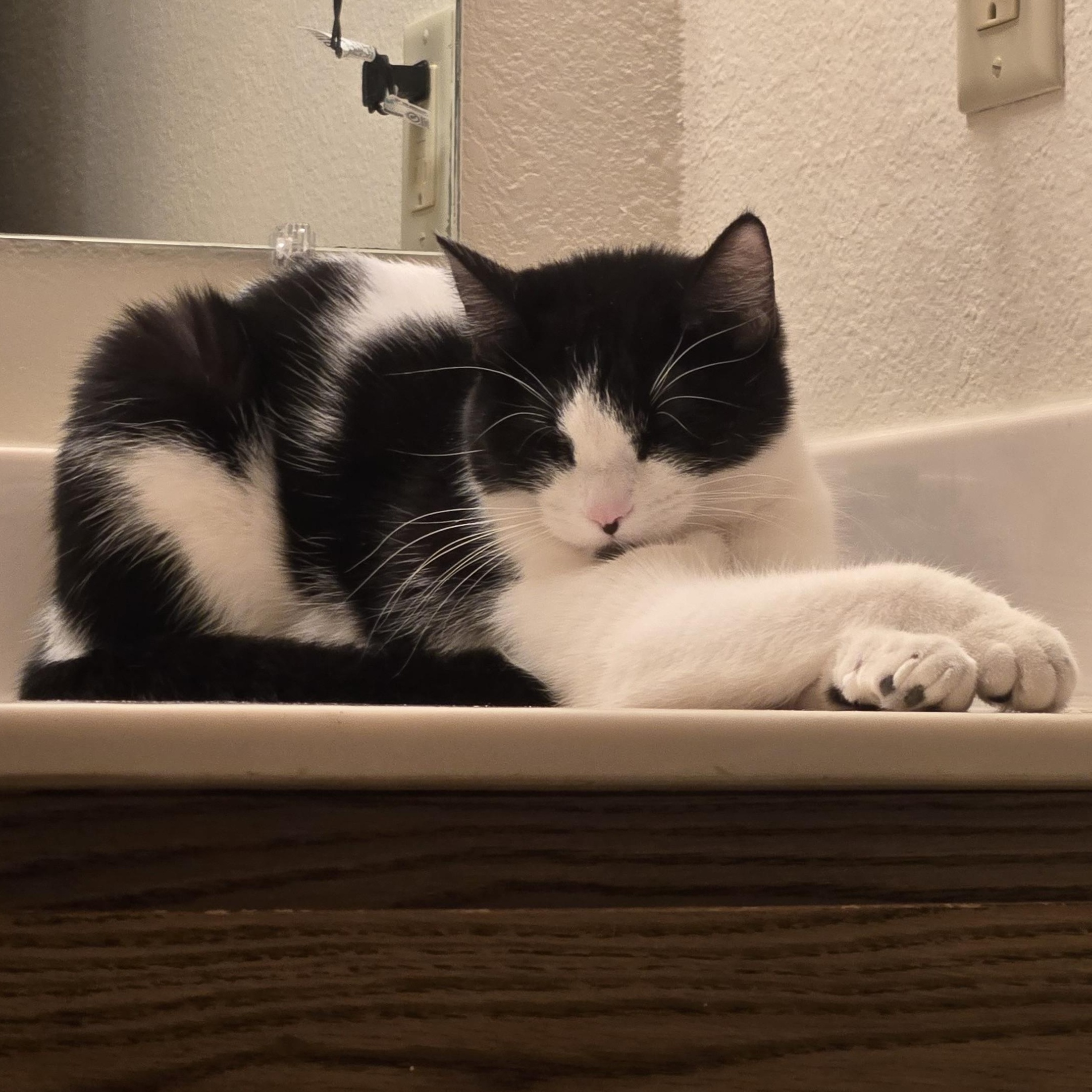 Dee *Courtesy Post*, a Adoptable Domestic Short Hair in Kenosha, WI image 4/6