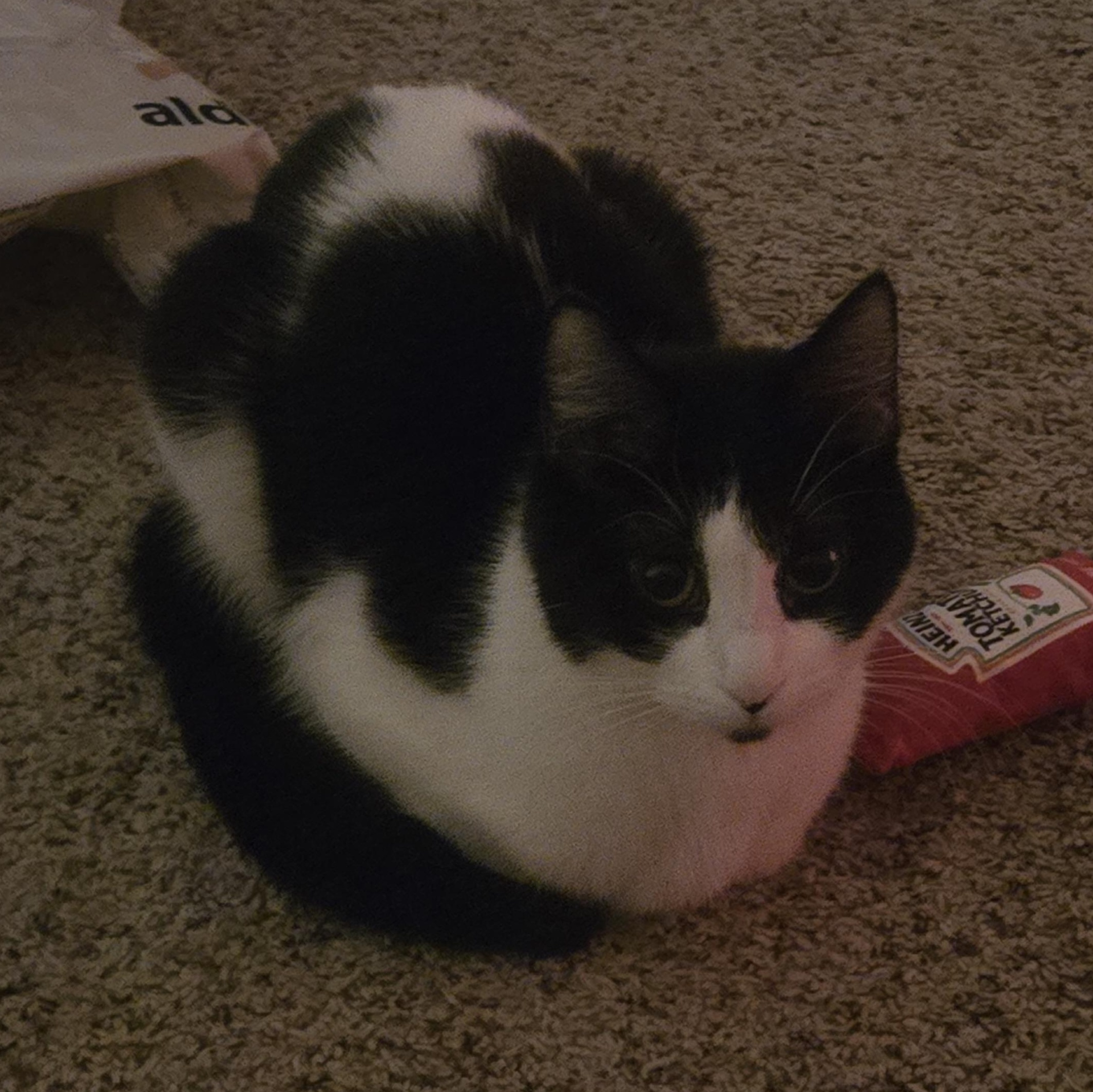 Dee *Courtesy Post*, a Adoptable Domestic Short Hair in Kenosha, WI image 5/6