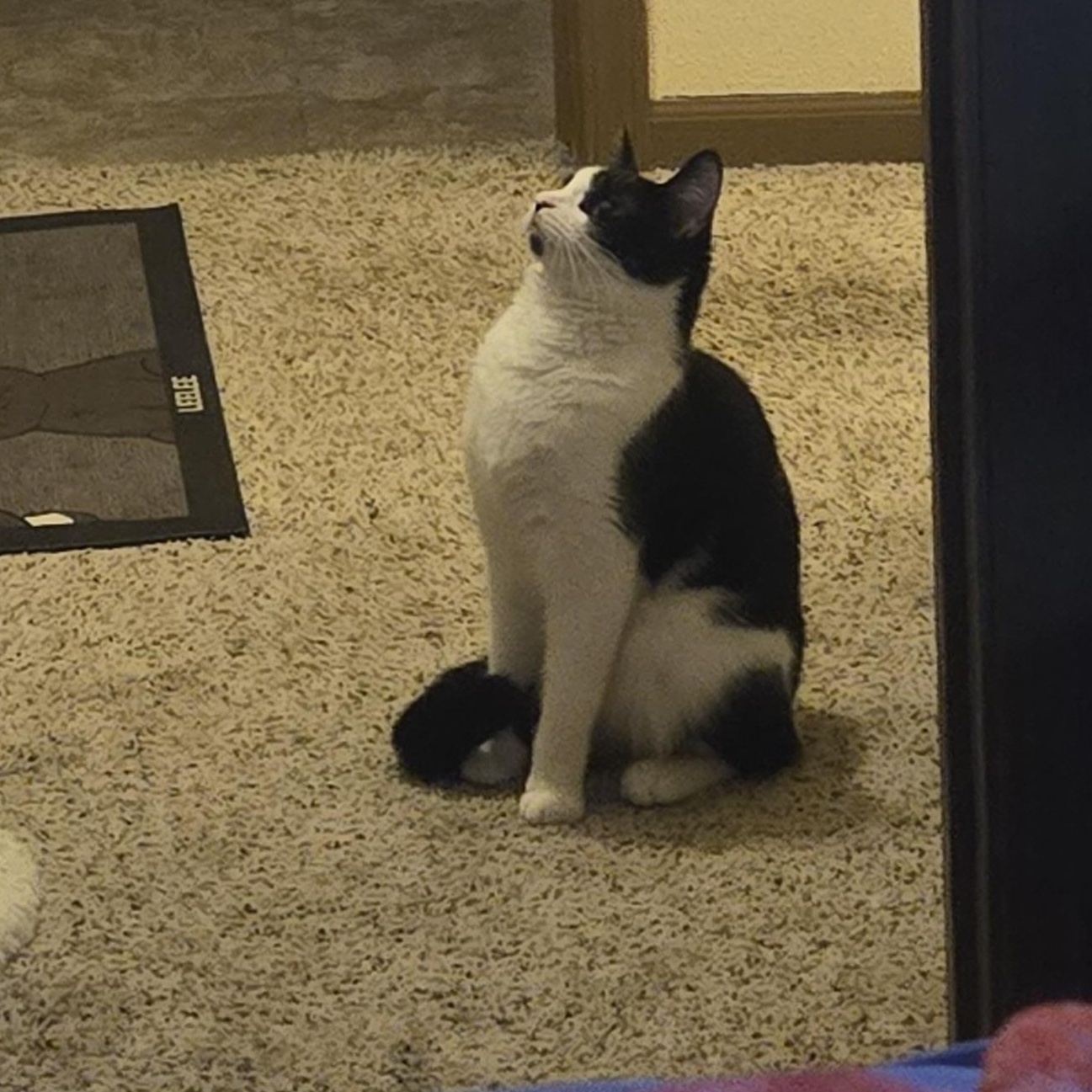 Dee *Courtesy Post*, a Adoptable Domestic Short Hair in Kenosha, WI image 6/6