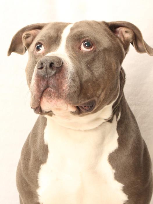 Enlarge ZUKO, a Adoptable Pit Bull Terrier in Burbank, CA image 1/1