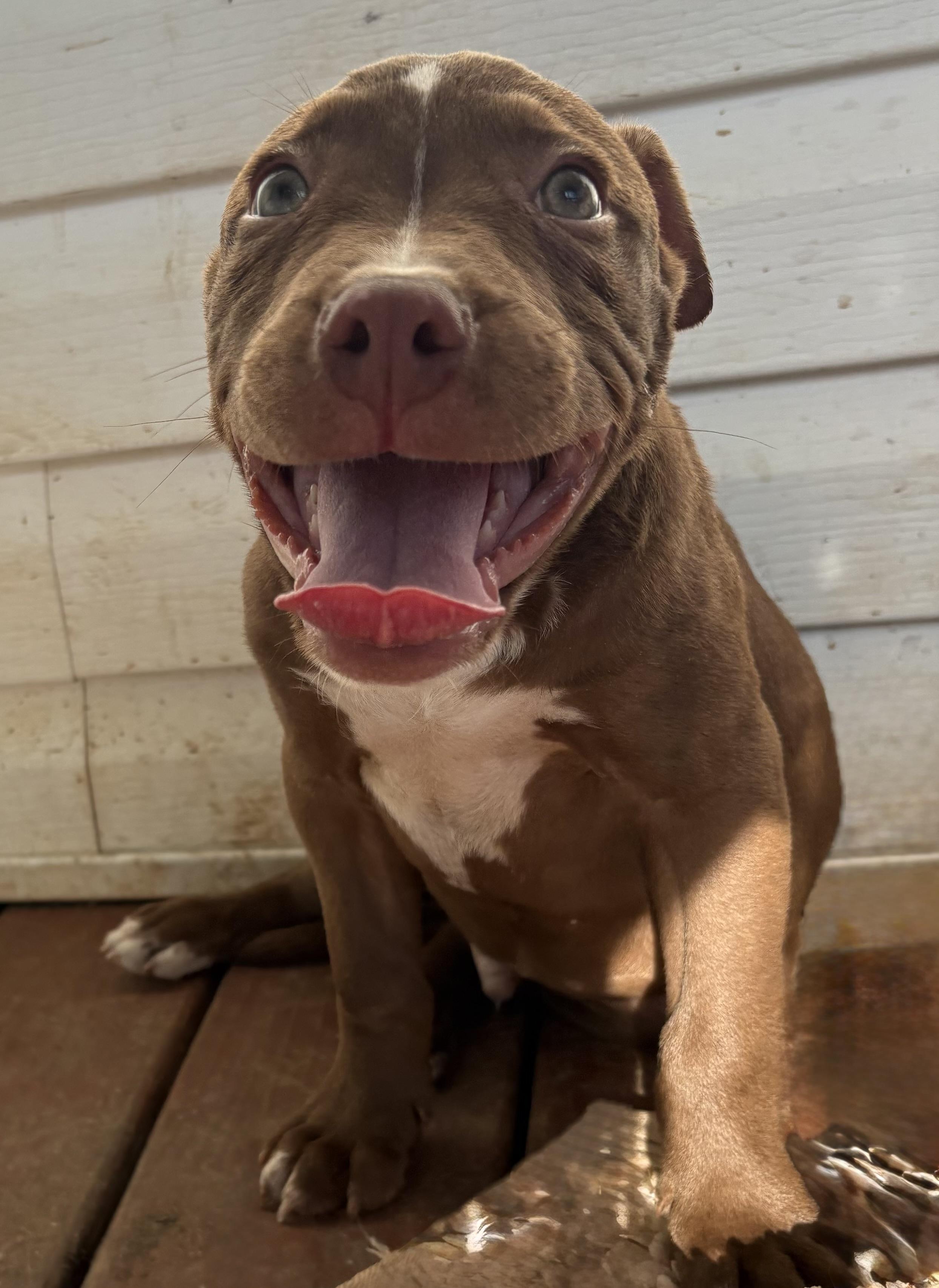 Bruiser, adopted, Puppy Male American Bully.