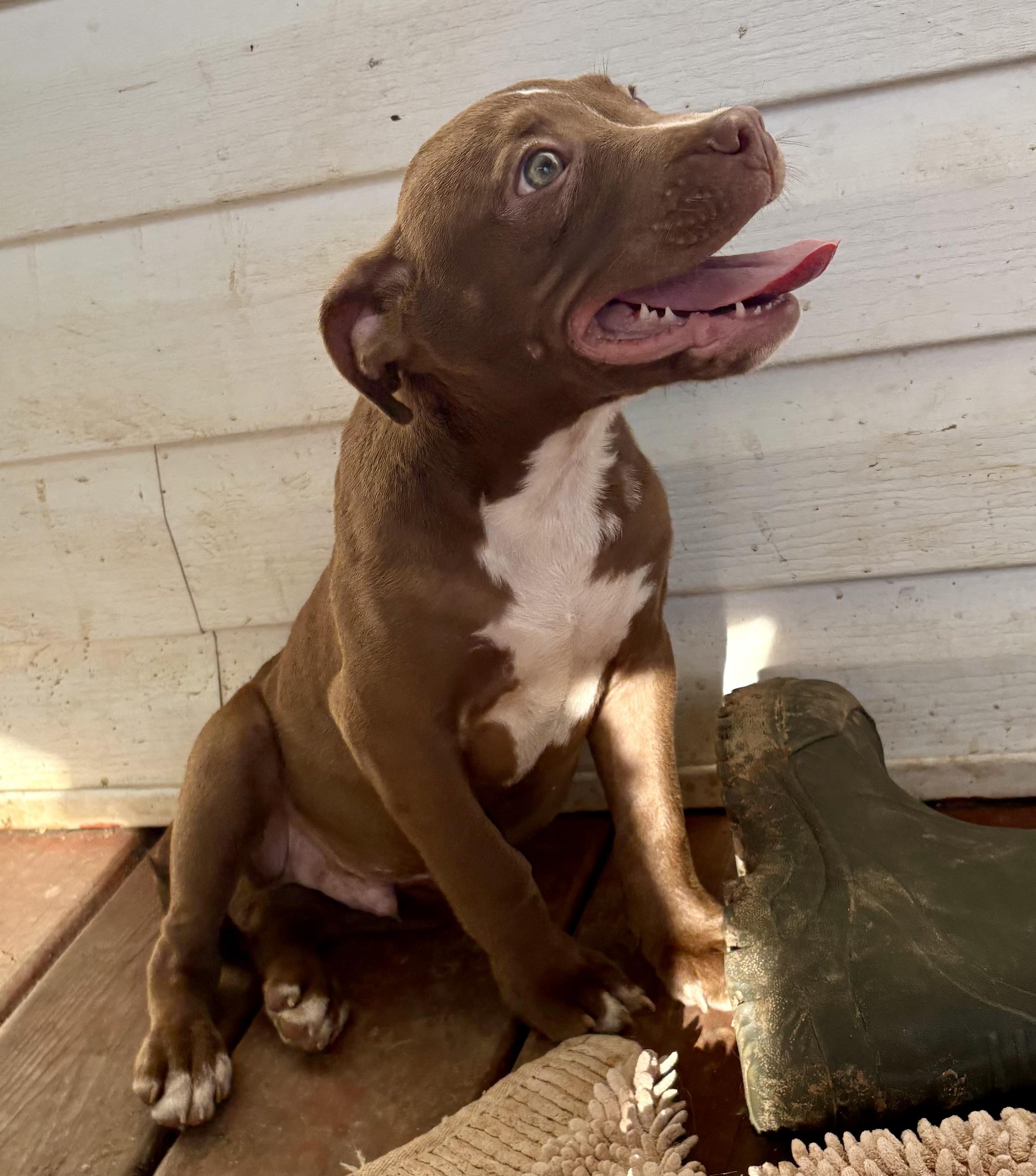 Bruiser, an adopted American Bully in Maryville, TN image 2/2