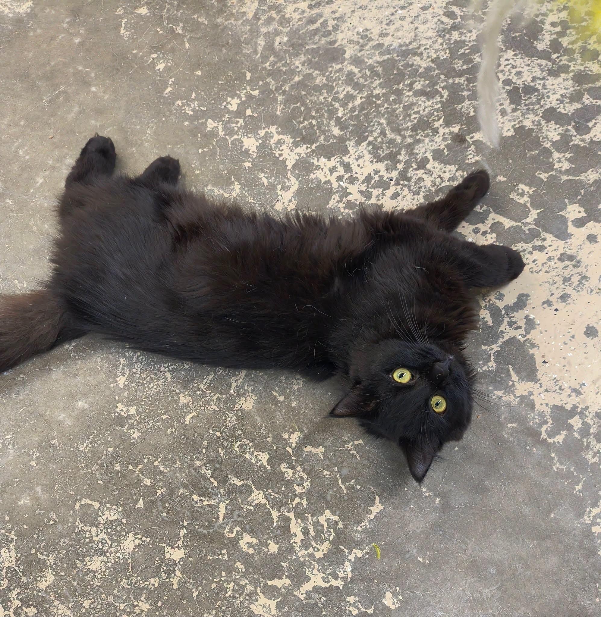 Enlarge Stanley, an adopted Domestic Long Hair in Saint Marys, PA image 1/1