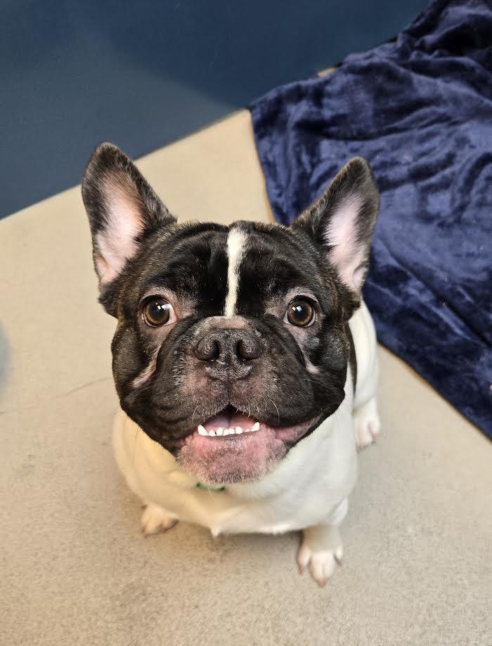 Alpha, adopted, Young Male French Bulldog.