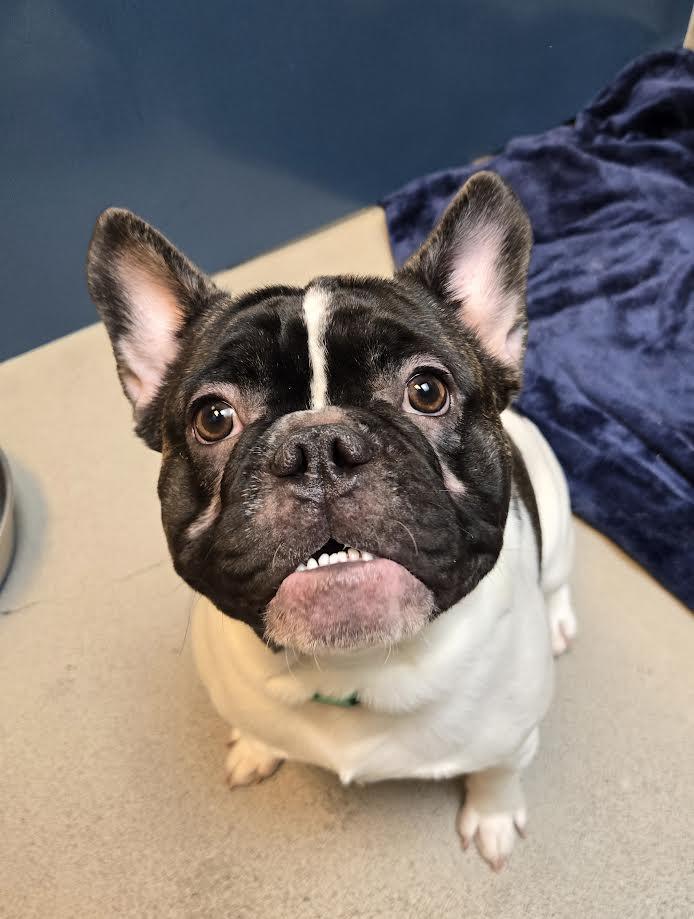 Alpha, an adopted French Bulldog in Bellingham, WA image 3/4
