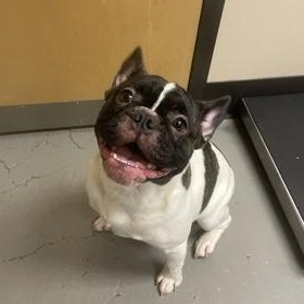 Alpha, an adopted French Bulldog in Bellingham, WA image 4/4