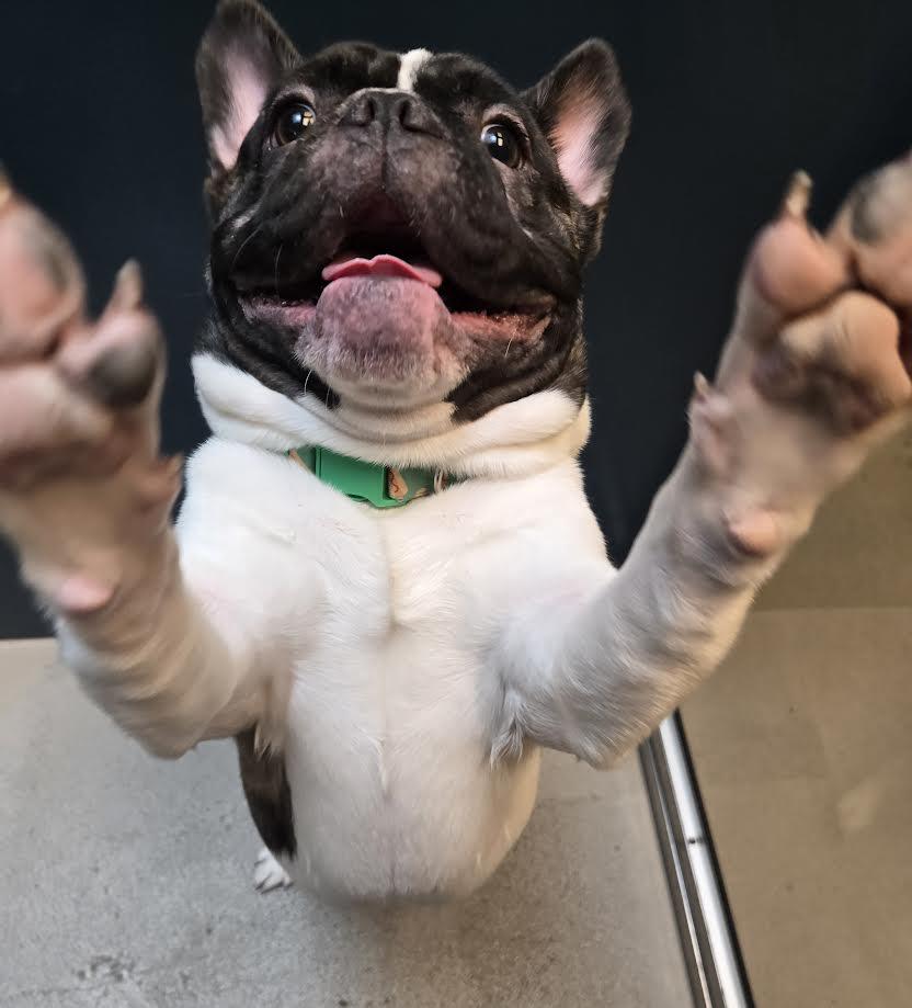 Alpha, an adopted French Bulldog in Bellingham, WA image 2/4