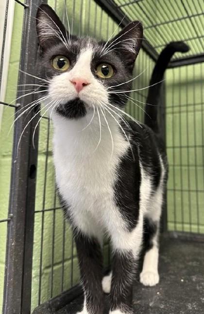 Remi, Adoptable, Adult Male Domestic Short Hair & Domestic Short Hair.