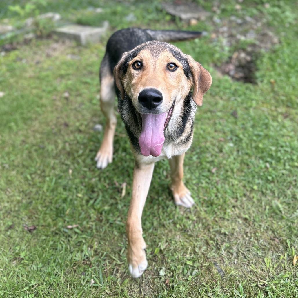 Coco, Adoptable, Young Male Mixed Breed.