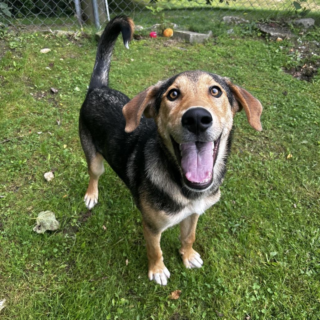 Enlarge Coco, a Adoptable Mixed Breed in Spruce Pine, NC image 2/3