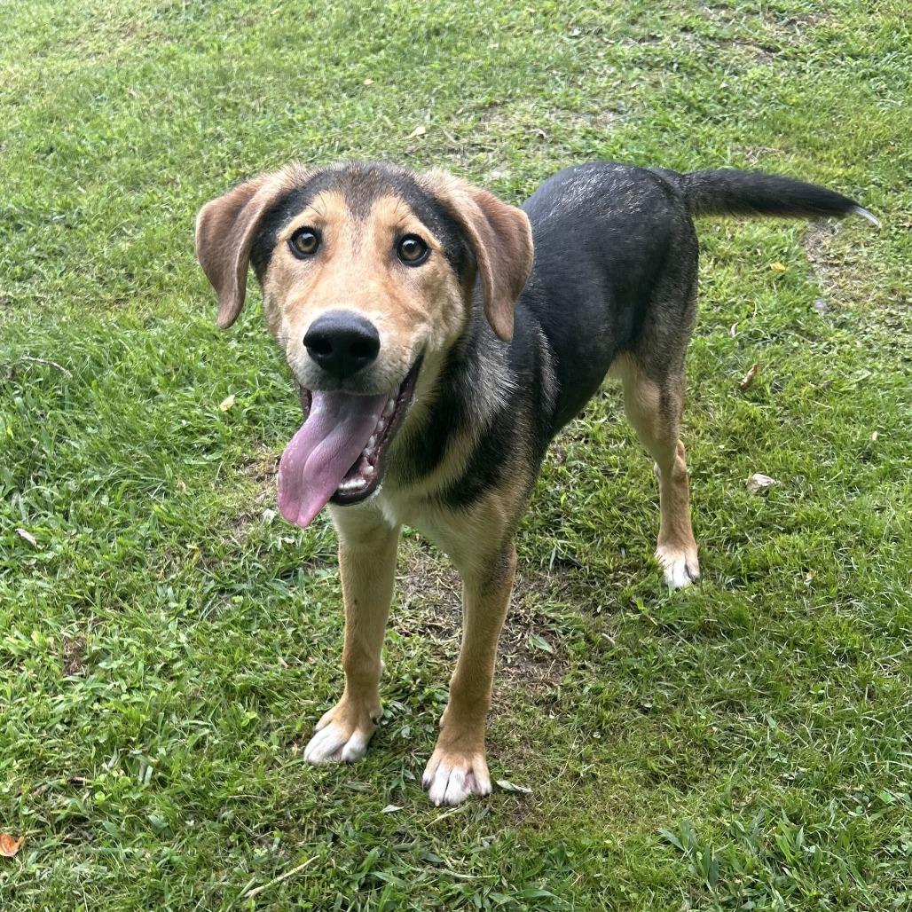 Enlarge Coco, a Adoptable Mixed Breed in Spruce Pine, NC image 3/3