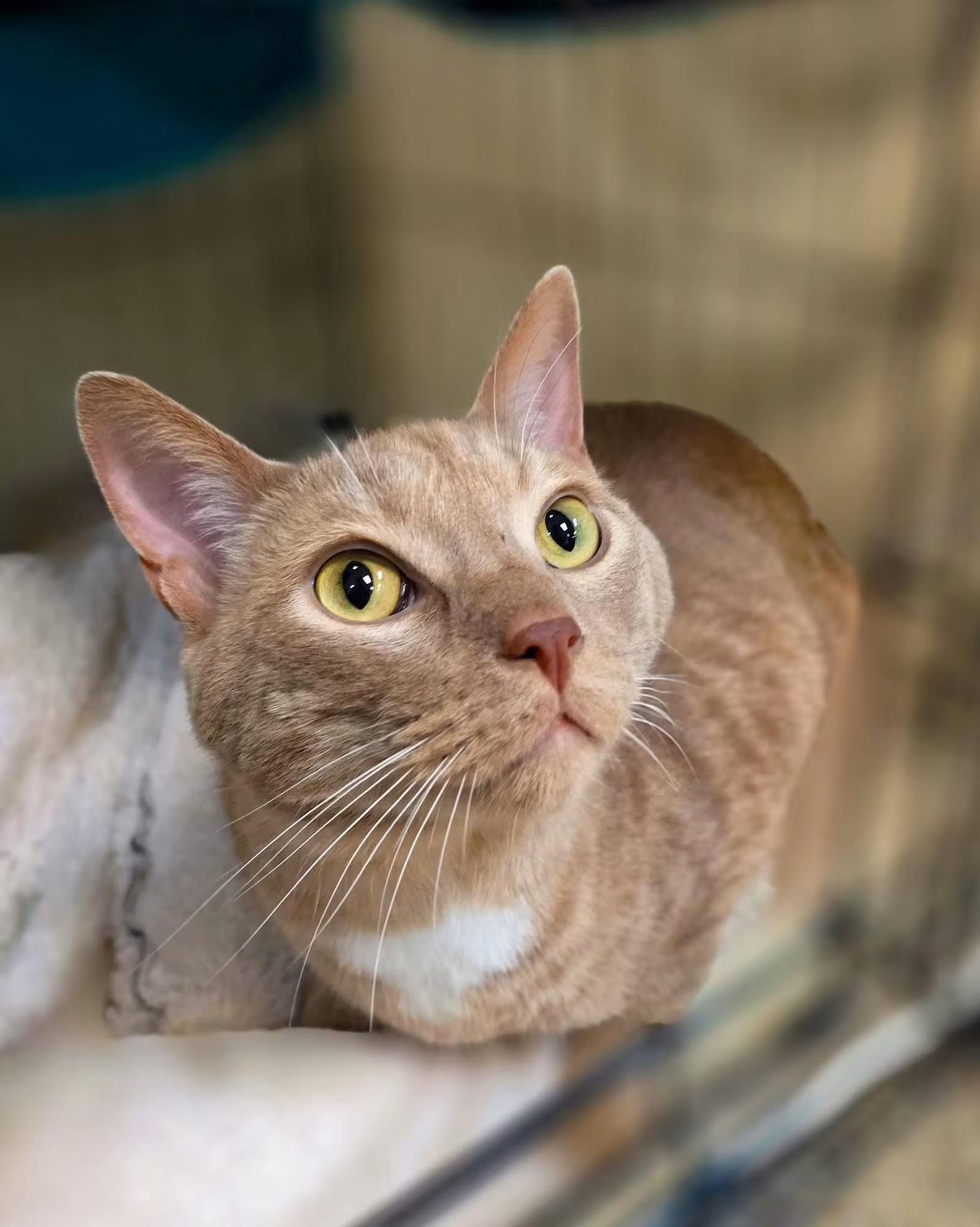 Enlarge Short, a ADOPTABLE Domestic Short Hair in Sterling Heights, MI image 1/4