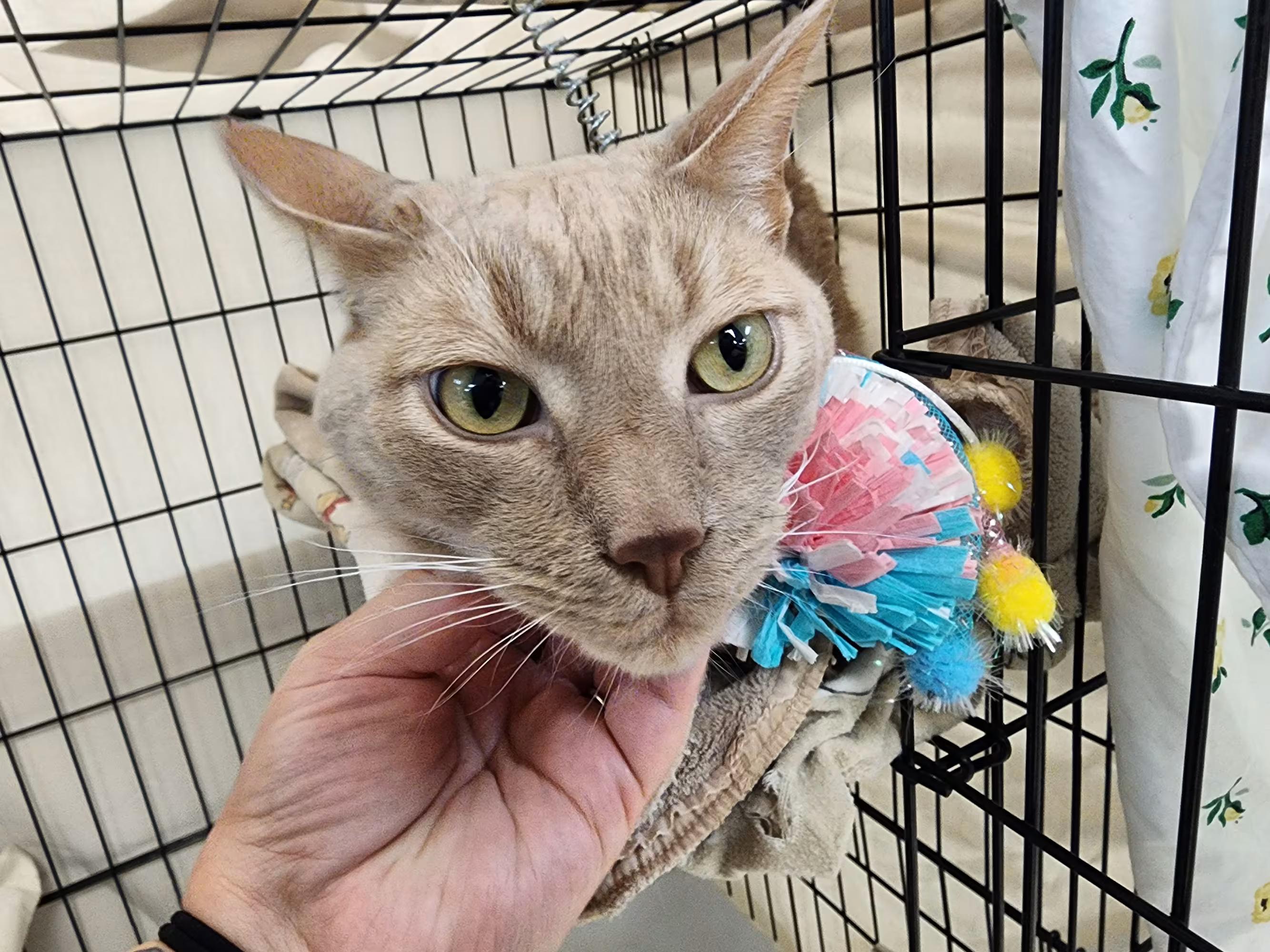Enlarge Short, a ADOPTABLE Domestic Short Hair in Sterling Heights, MI image 4/4