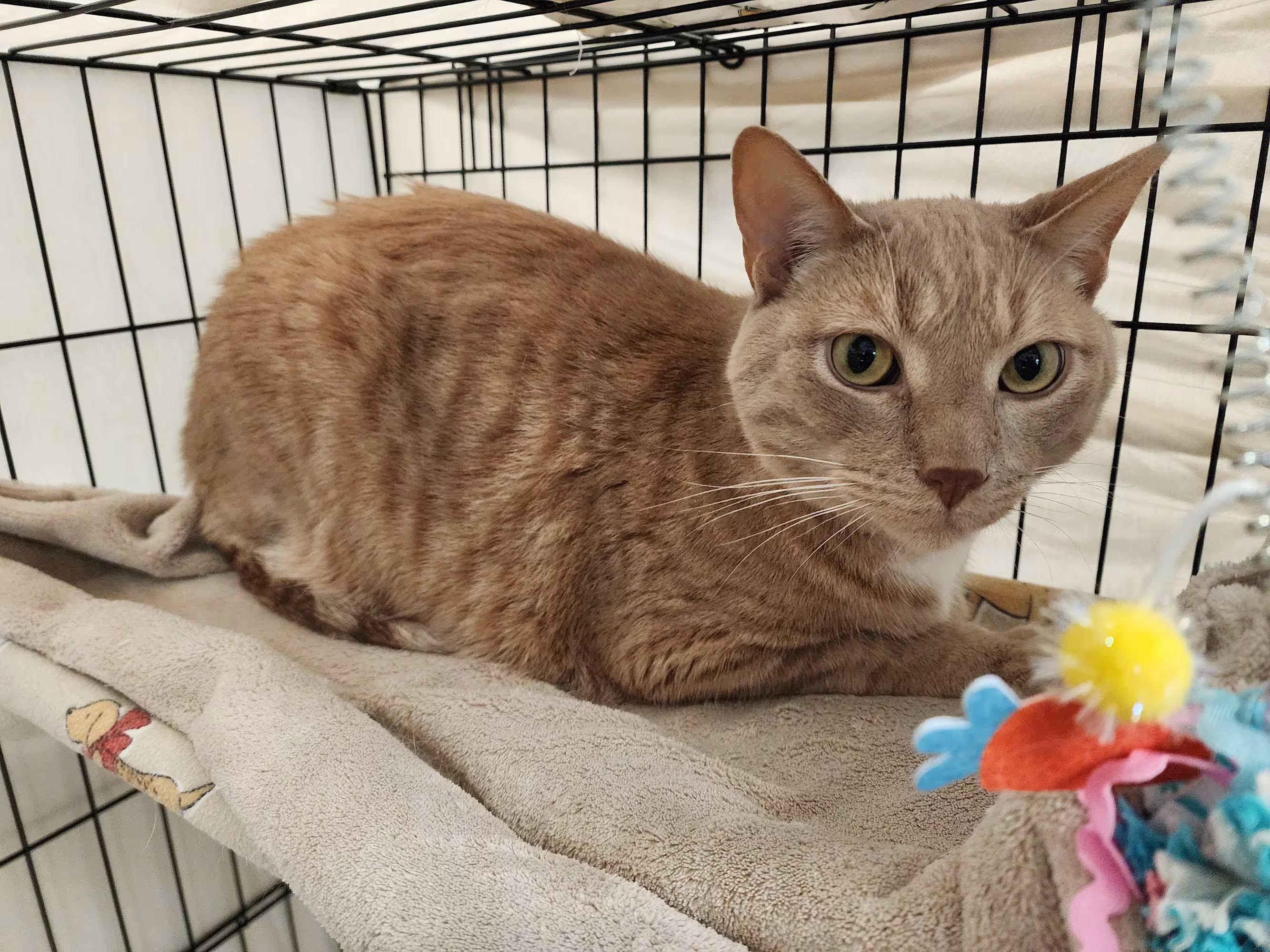 Enlarge Short, a ADOPTABLE Domestic Short Hair in Sterling Heights, MI image 2/4