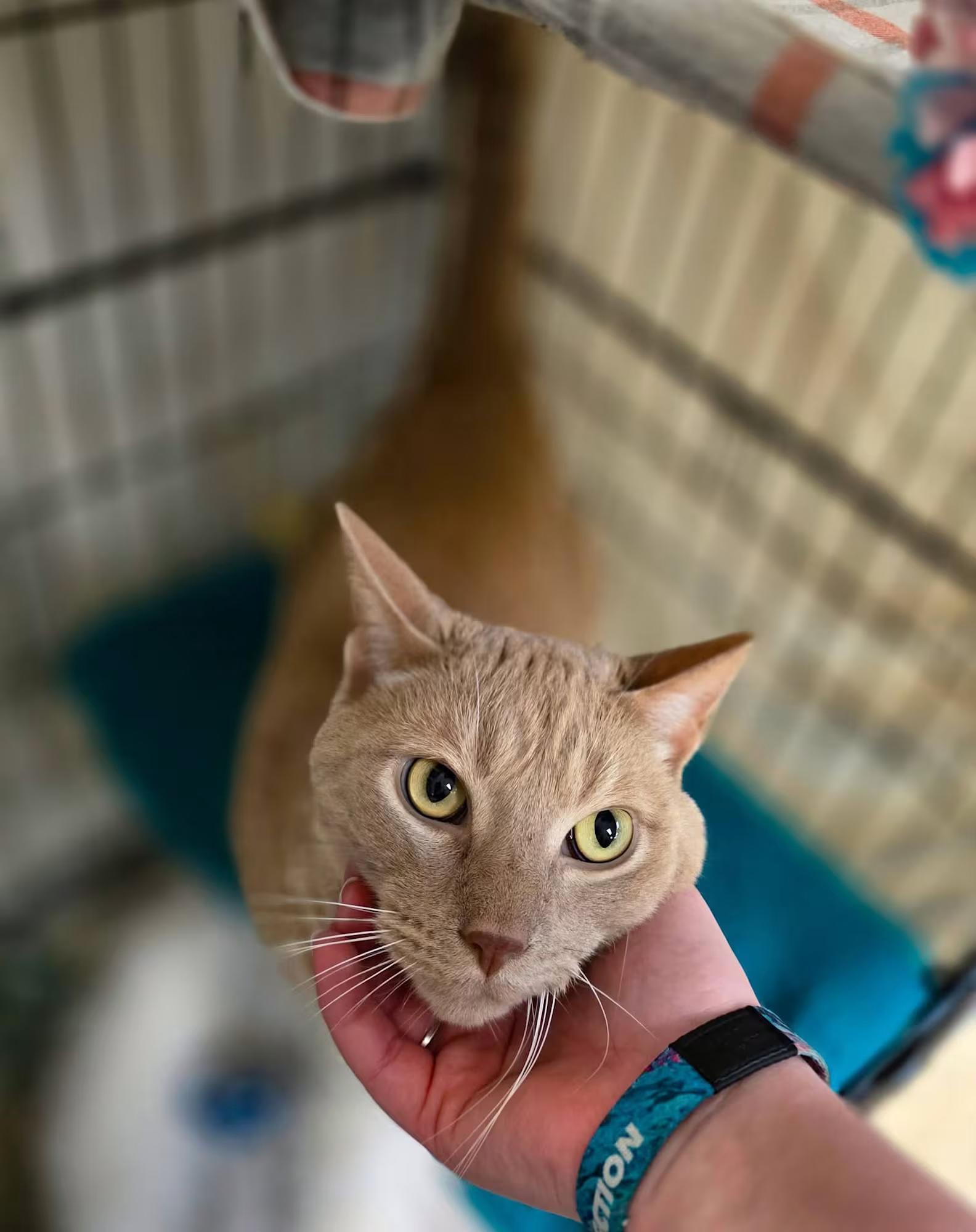Enlarge Short, a ADOPTABLE Domestic Short Hair in Sterling Heights, MI image 3/4
