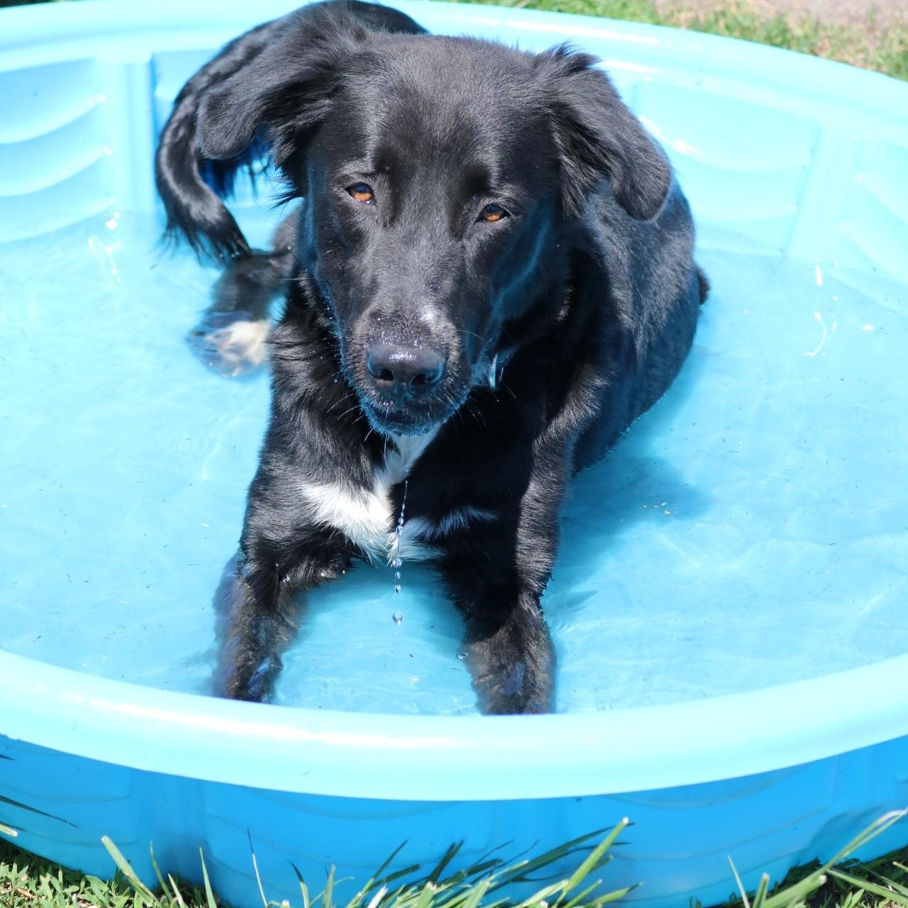 Juniper, a ADOPTABLE mixed breed in La Grande, OR image 3/3