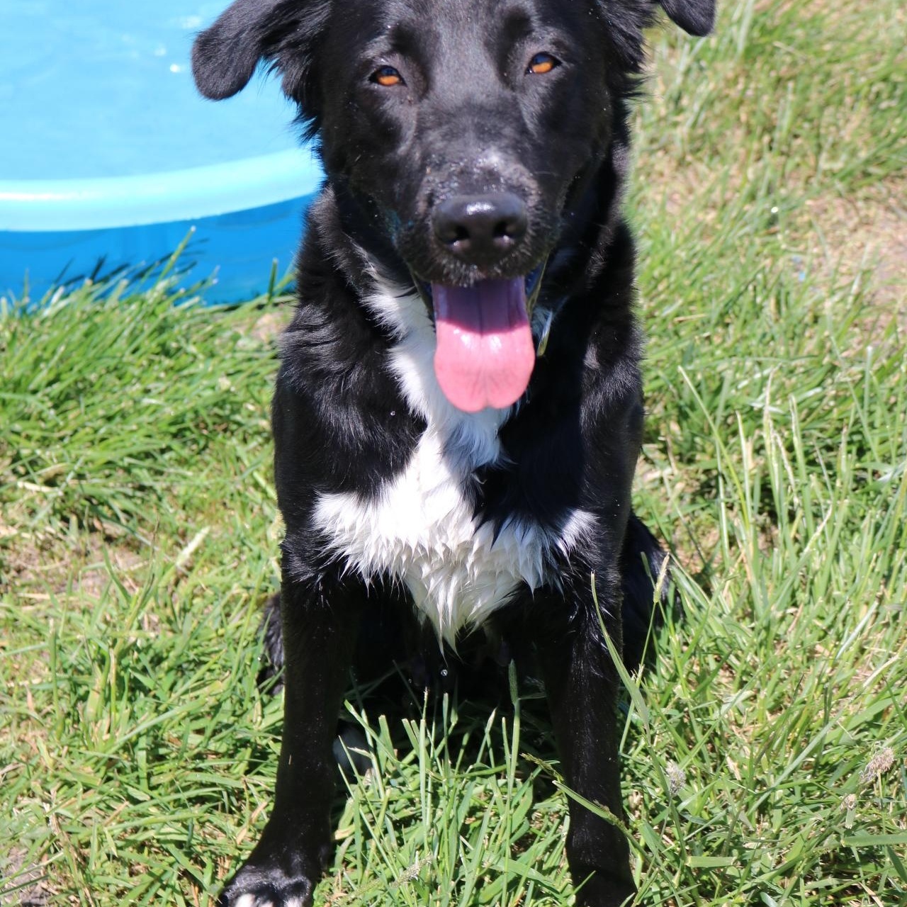 Juniper, a ADOPTABLE mixed breed in La Grande, OR image 2/3