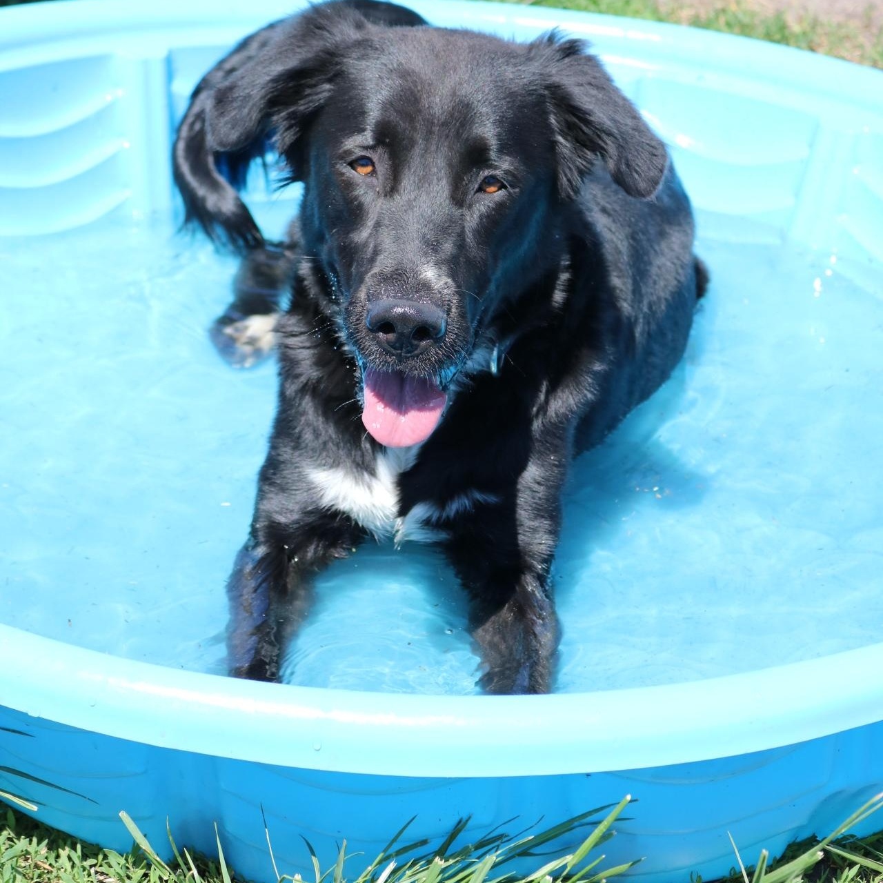 Juniper, a ADOPTABLE mixed breed in La Grande, OR image 1/3