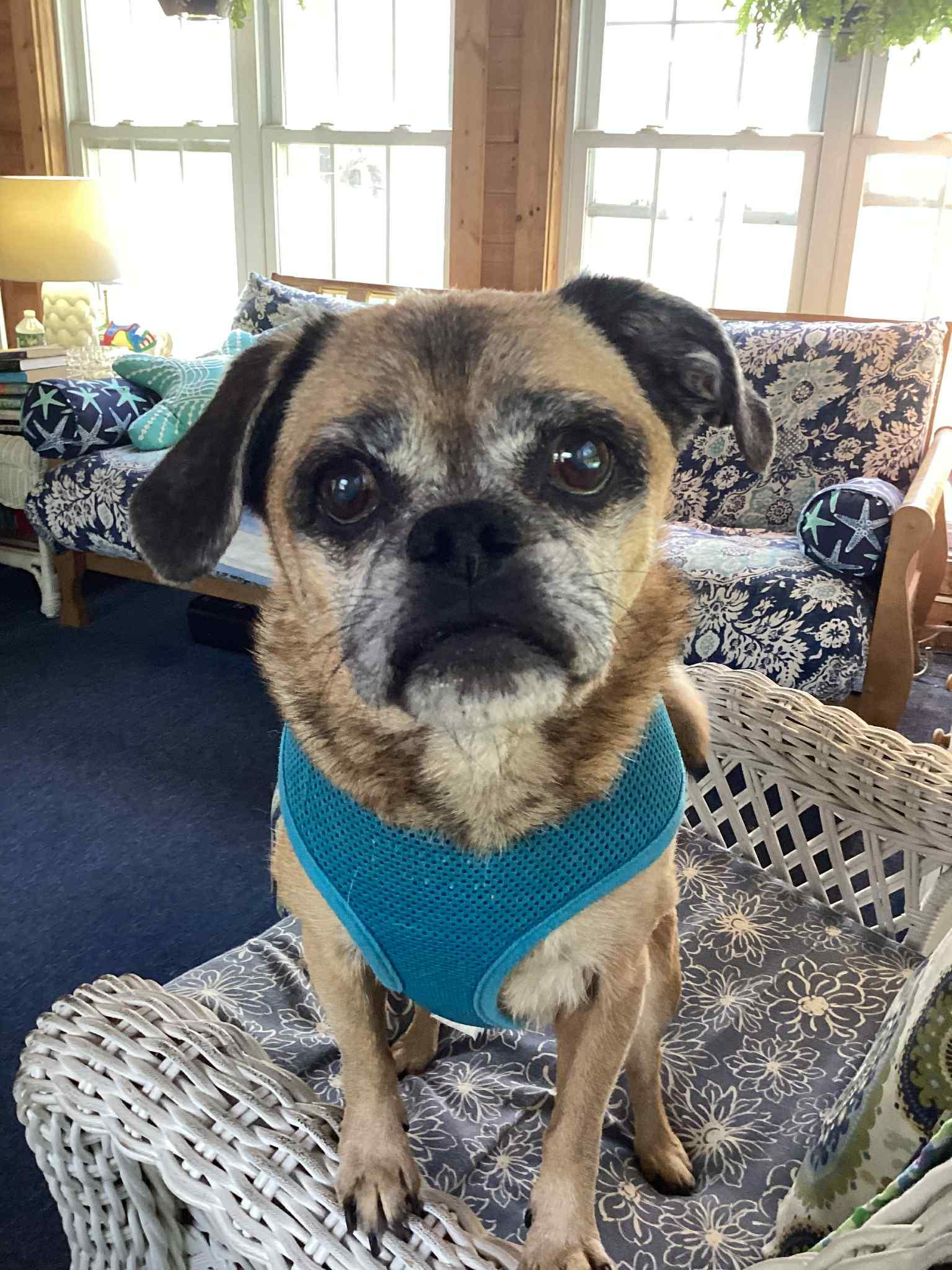 Lily, a Adoptable mixed breed in Pelham, MA image 1/2