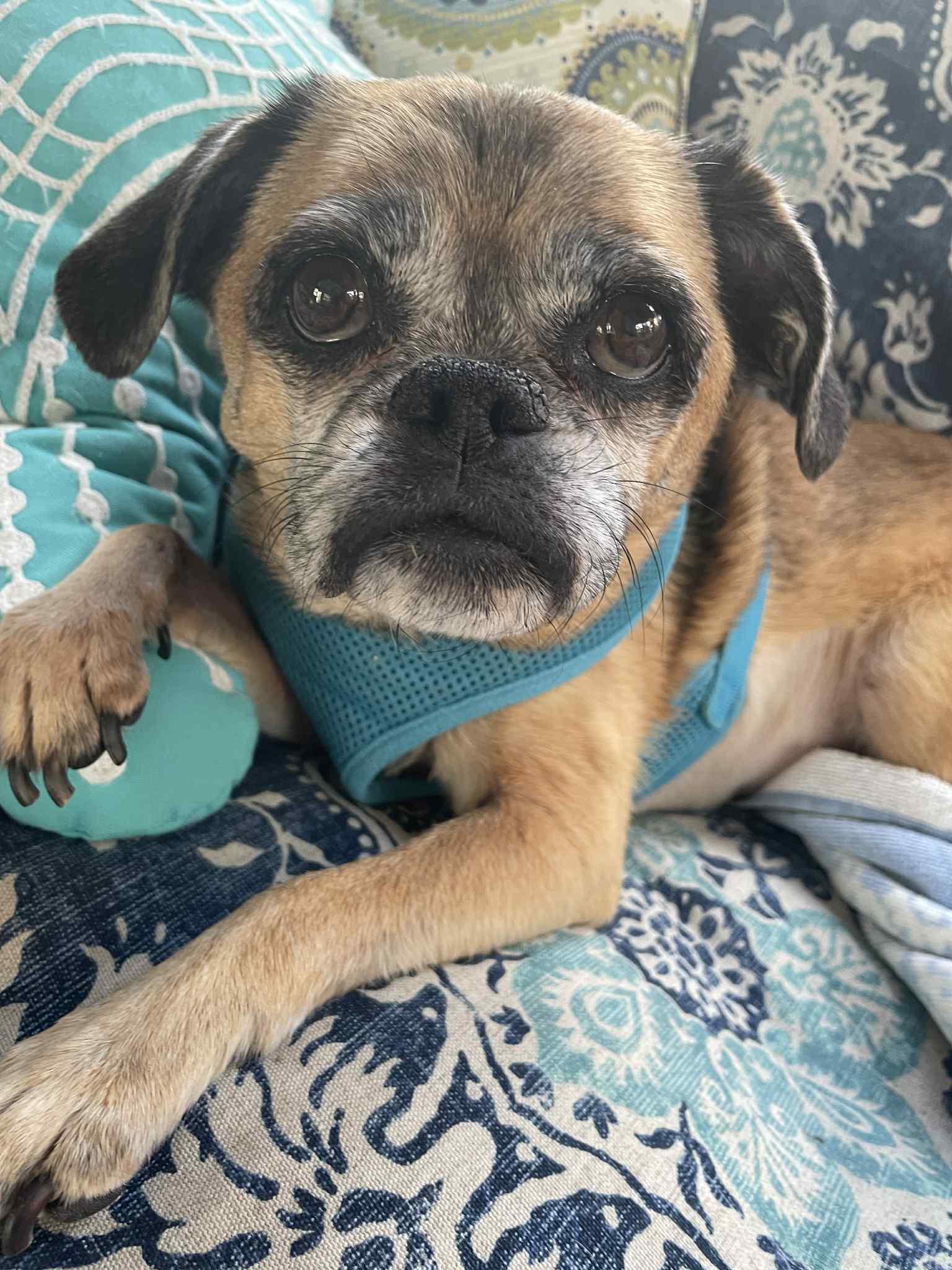 Lily, a Adoptable mixed breed in Pelham, MA image 2/2