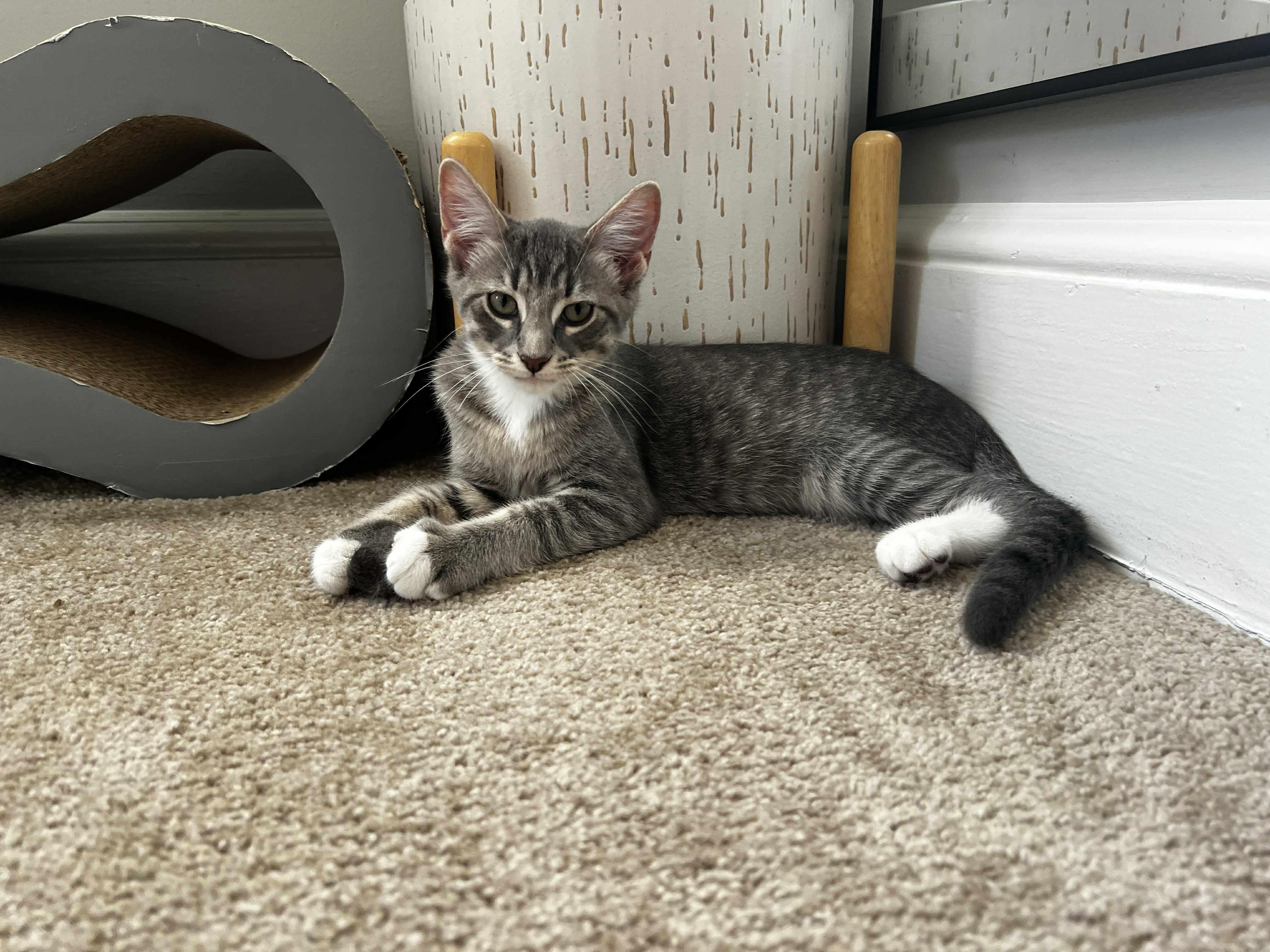 Enlarge Buster, a Adoptable Domestic Short Hair in Richmond, VA image 1/1