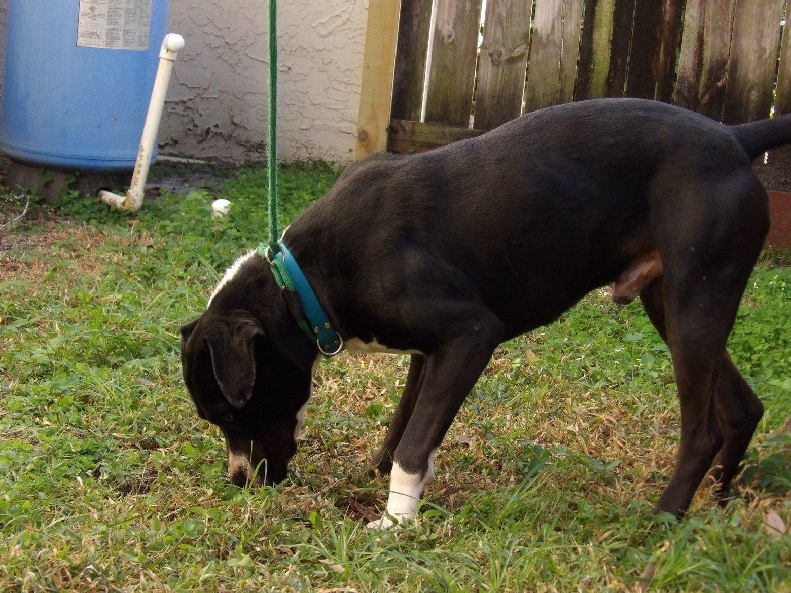 Roman, ADOPTABLE, Adult Male Pit Bull Terrier.