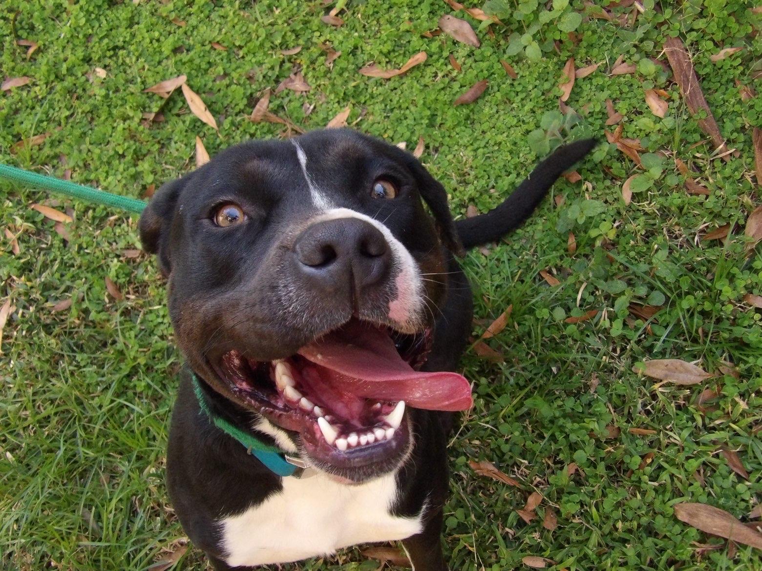 Enlarge Roman, a ADOPTABLE mixed breed in Fort Pierce, FL image 2/4