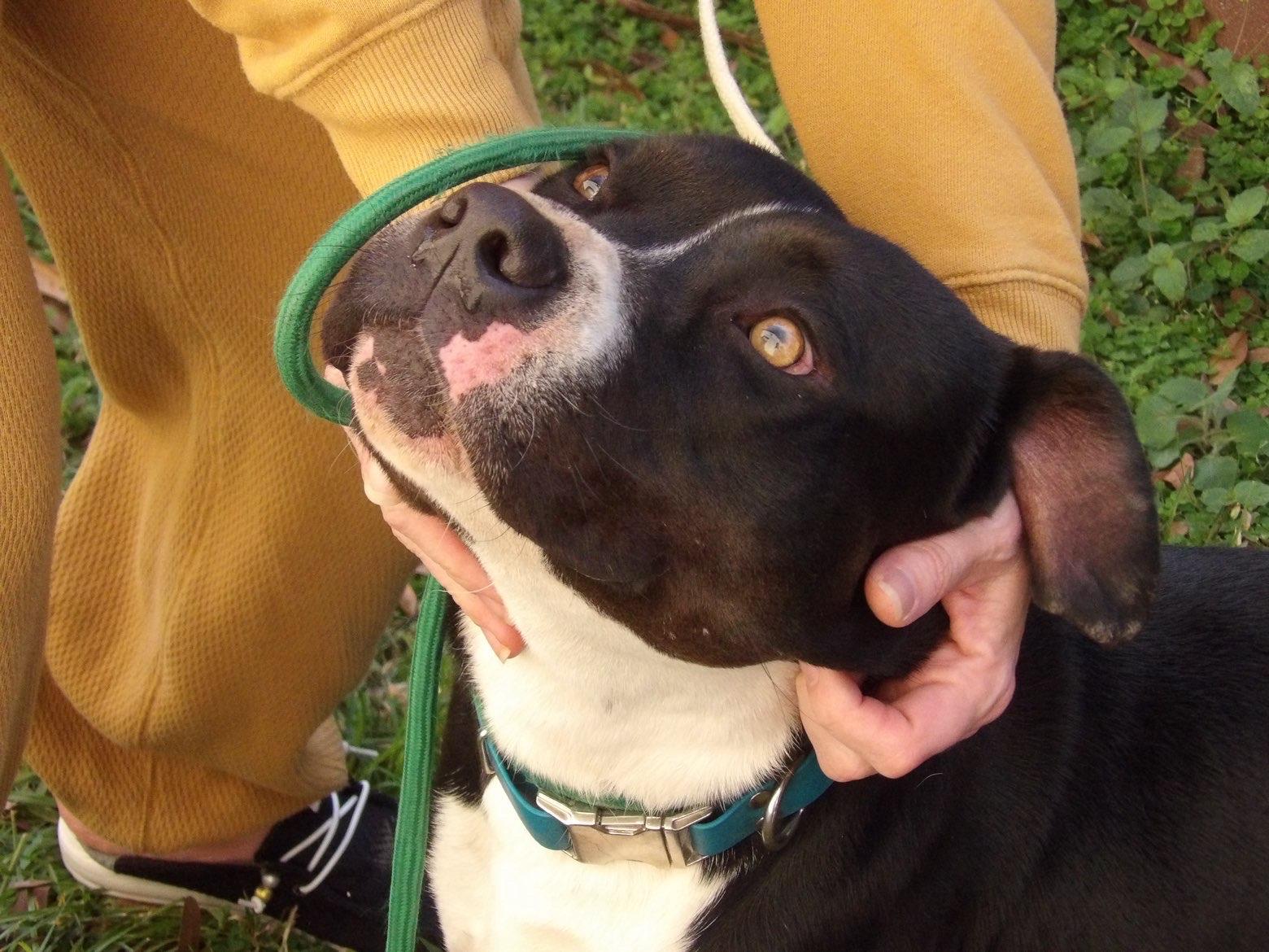 Enlarge Roman, a ADOPTABLE mixed breed in Fort Pierce, FL image 3/4