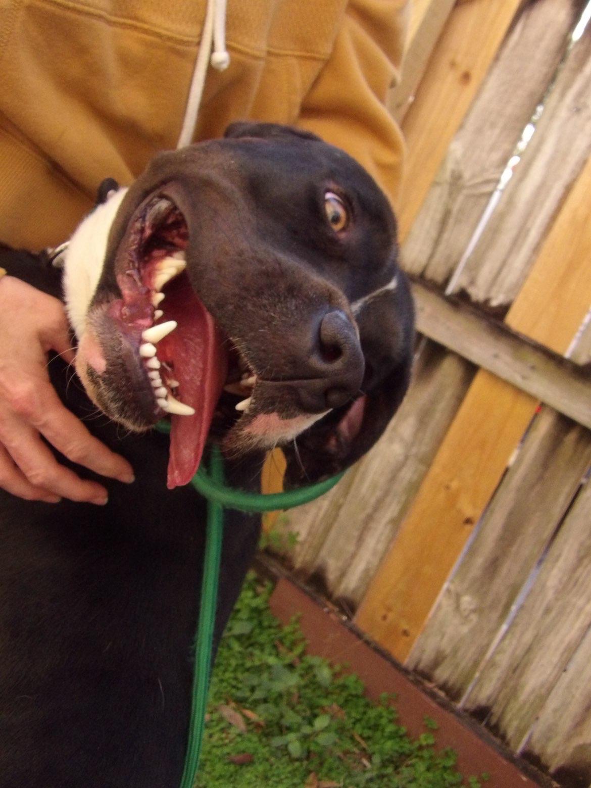 Enlarge Roman, a ADOPTABLE mixed breed in Fort Pierce, FL image 4/4