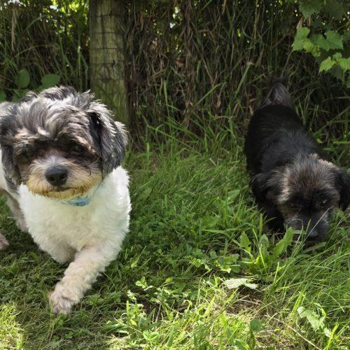 Enlarge Wick (Bonded with Nugget), a Adoptable Shih poo in Elizabeth, IL image 1/4