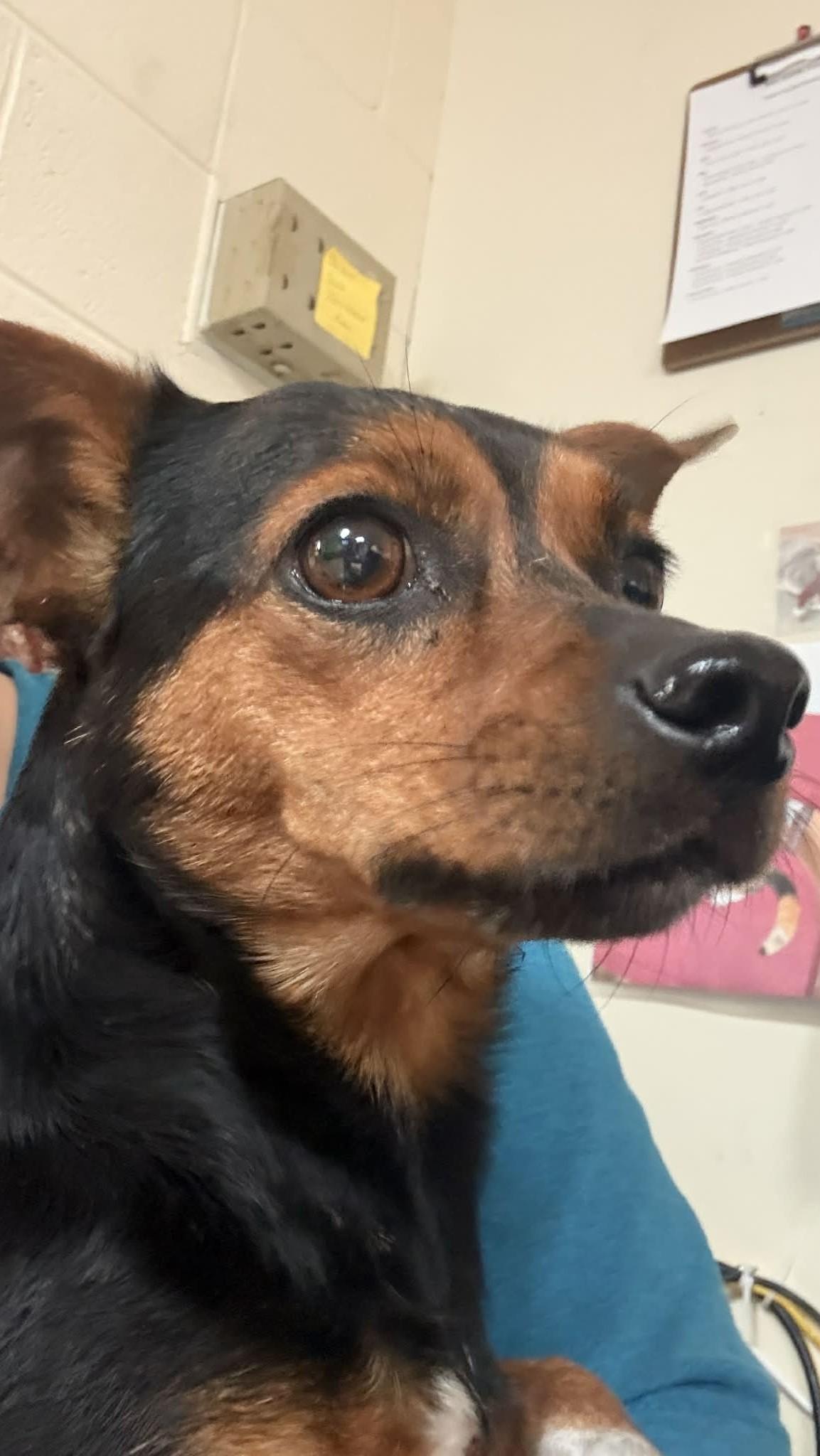 Enlarge Poppy, a ADOPTABLE Chihuahua in Baxter, KY image 1/1