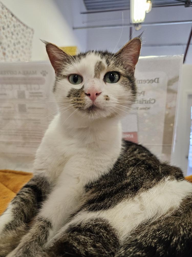 **Cat Cafe** Dunder of Mifflin Ct, Adoptable, Adult Female Domestic Short Hair.